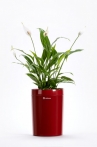 Calimera Flower pot 